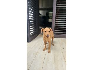RED, 4 MESI (01/06/2026), TROVATO DA TURISTI IN UN BOSCO SOLO E ABBANDONATO
