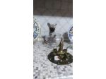 Cuccioli di chihuahua toy