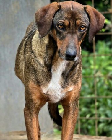 Magnifico MELAMPO mix segugio CANE IN ADOZIONE - Foto 2