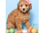 maltipu cuccioli