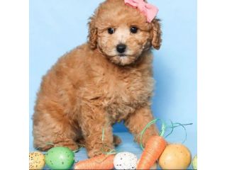 maltipu cuccioli