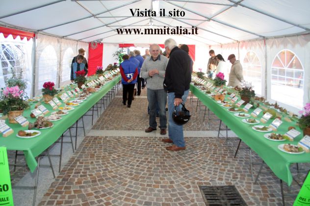 Tendone per mercatini Professionale 3 x 3 mt telo ignifugo di ben 550 gr. mq. - Foto 2