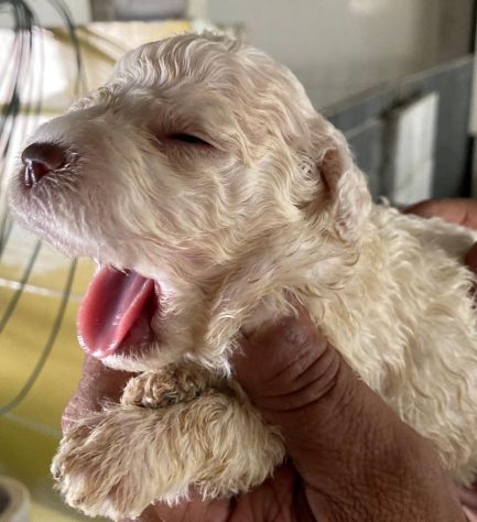 Cuccioli di Lagotto Romagnolo - Foto 5