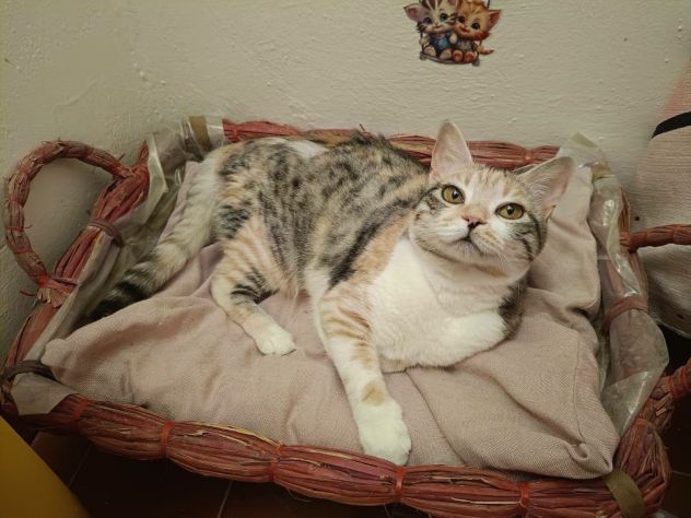 IRIDELLA, dolce micina in adozione! - Foto 5