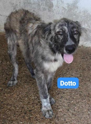 DOTTO-GONGOLO-MAMMOLO giovani tg grande - SUD