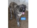 DOTTO-GONGOLO-MAMMOLO giovani tg grande - SUD
