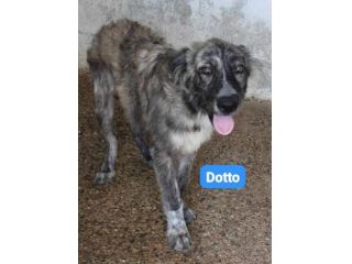 DOTTO-GONGOLO-MAMMOLO giovani tg grande - SUD