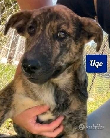 UGO, gioioso e dolcissimo cucciolo in adozione - Foto 4