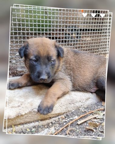 Cuccioli Allevamento Pastore Belga Malinois Catanzaro Calabria