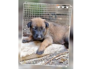 Cuccioli Allevamento Pastore Belga Malinois Catanzaro Calabria