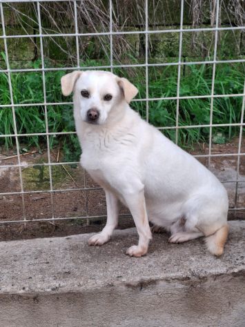 LUCE 7 ANNI 12 KG - Foto 2
