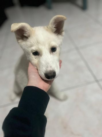 Regalo meravigliosi cuccioli incrocio husky - Foto 3