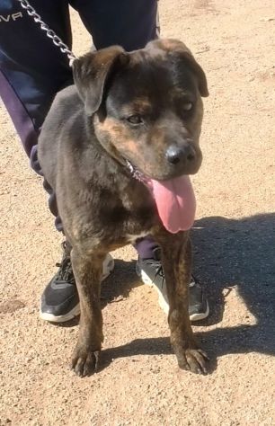ROCKY giovane Rottweiler cerca urgentemente casa.. apri il suo box salvalo! - Foto 2