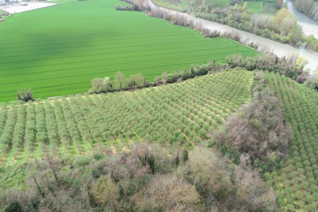 Agricolo in vendita a Cherasco - Foto 17