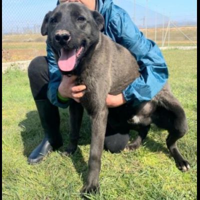 LEO, simil labrador, CANE IN ADOZIONE - Foto 4