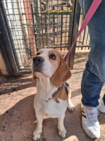 Alvin: nonnino Beagle dolcissimo. Lo cedono - Foto 2