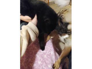 Cucciolona di bulldog Francese