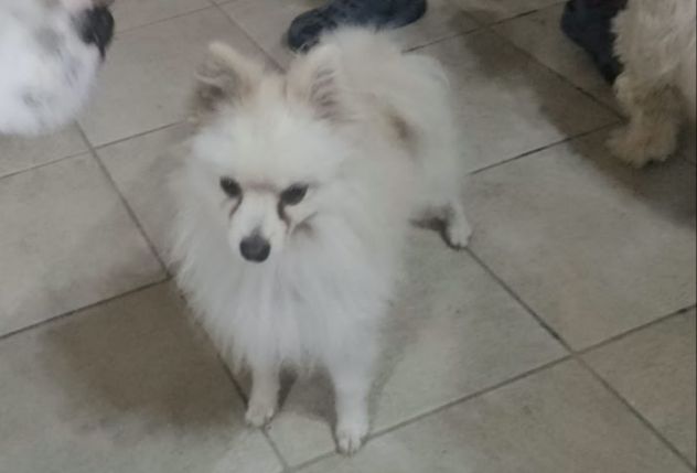Bubu: 2 anni, 3 kg, socievole