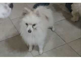Bubu: 2 anni, 3 kg, socievole