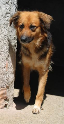 FRECCIA 4 ANNI 12 kg circa - Foto 6