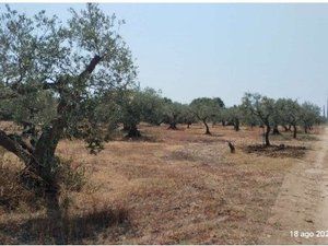 Tribunale di Marsala - RG 66/2025 Terreno in asta - Foto 5