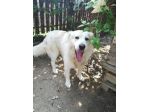 BLANCO E ZEUS, dolcissimi cani