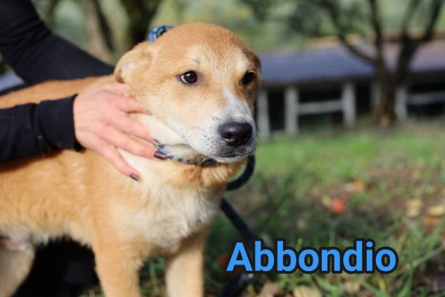 CUCCIOLI IN ADOZIONE RODRIGO ABBONDIO - Foto 4