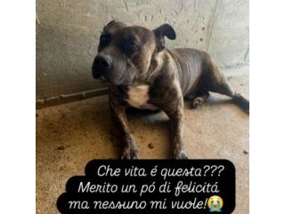 Zaza' ha un' indole meravigliosa, affettuoso cane in adozione 20 kg di tenerezza