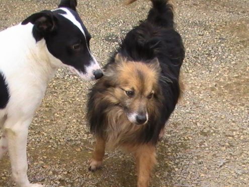 WILFRED, mix volpino di taglia piccola - Foto 3
