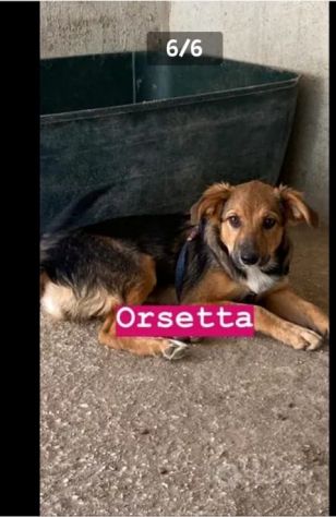 5anni crescono in recinto 4anni di appelli x favore AIUTATELI!! NAPOLI - Foto 2
