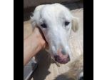 MELODY MIX GOLDEN RETRIVER  CUCCIOLONA IN ADOZIONE