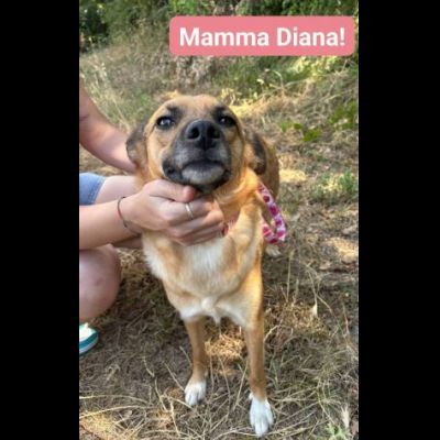 DIANA E SHILA CAGNOLINE IN ADOZIONE - Foto 5