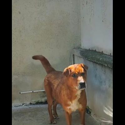 HACKITO, CUORE GRANDE, SALVIAMOLO DAL CANILE, CANE IN ADOZIONE. - Foto 6