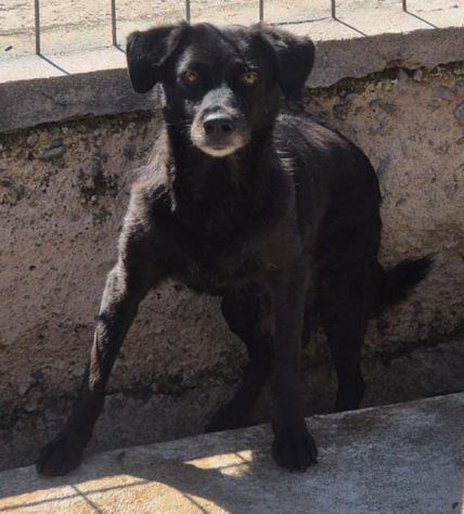 GILDA 9 ANNI taglia media - Foto 4