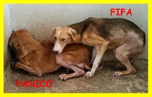 ADOZIONE D'AMORE PER QUESTI DUE DOLCISSIMI E SPLENDIDI CAGNOLINI, AIUTATECI - Foto 3