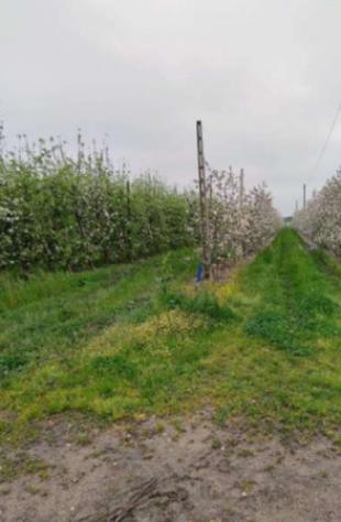 Immobile in asta di 160000 m² in vendita a Argenta - Foto 12