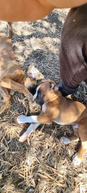 Cuccioli Boxer Bari Taranto Foggia Lecce Brindisi con pedigree - Foto 3