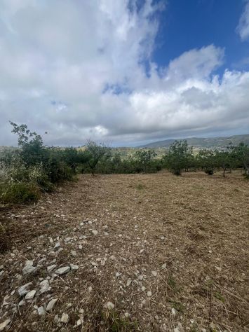 Vatolla- Perdifumo-terreno con piante di fichi e accesso su strada comunale - Foto 2