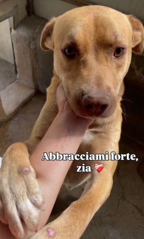 Il dolce Freesby cerca casa cane in adozione