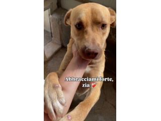Il dolce Freesby cerca casa cane in adozione
