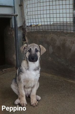 MAURA, VARCO, ROSEA, PEPPINO, CUCCIOLI IN ADOZIONE - Foto 7