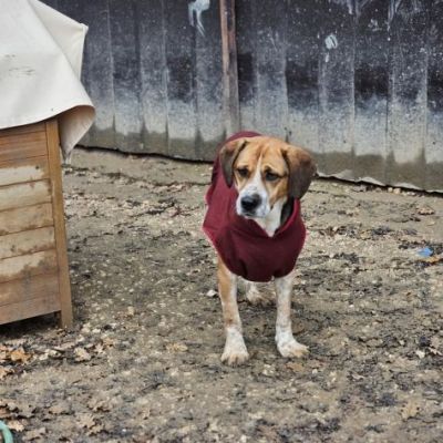 BENNY LA DOLCEZZA, CAGNOLINO BEAGLE ADOZIONE - Foto 4