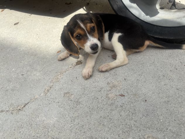 BEAGLE💖💖 - Foto 2