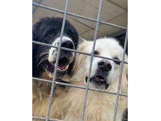 DUE MERAVIGLIE DIMENTICATE, CANI IN ADOZIONE
