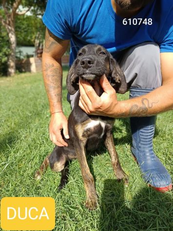 CUCCIOLI IN ADOZIONE - Foto 3