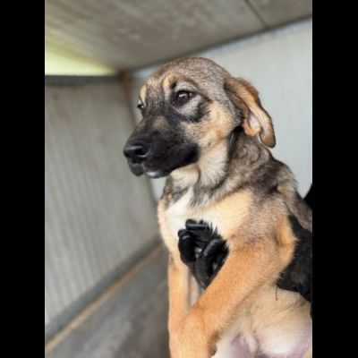 CUCCIOLI IN ADOZIONE: WILLY GIOIOSO LUPETTO TG MEDIA