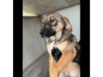CUCCIOLI IN ADOZIONE: WILLY GIOIOSO LUPETTO TG MEDIA