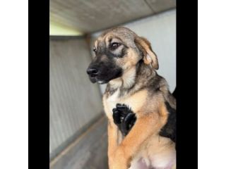 CUCCIOLI IN ADOZIONE: WILLY GIOIOSO LUPETTO TG MEDIA