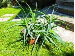 Aloe Arborescens in vaso