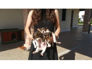 Beagle